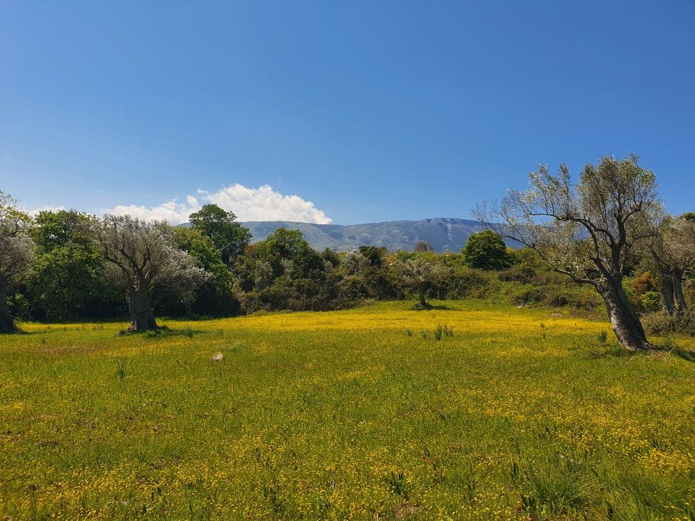 χωριό Κήποι στην Εύβοια, ανθισμένο ξέφωτο με δέντρα 